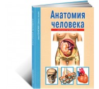Анатомия человека